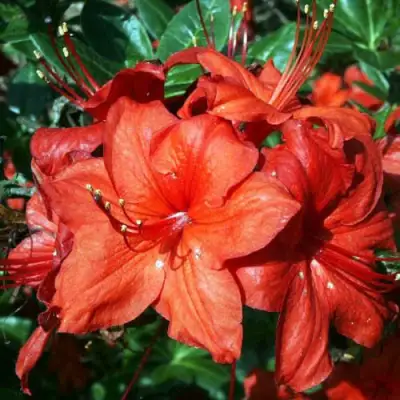 Азалия ДОЛОРОСО листопадная в Борисове