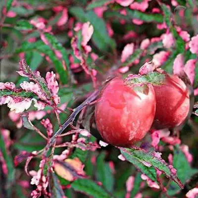 Слива ХЕССЕЙ декоративная в Борисове