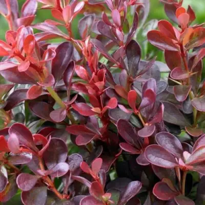 Барбарис АТРОПУРПУРЕА НАНА тунберга в Борисове