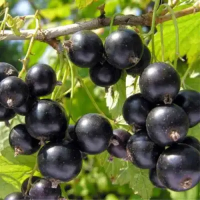 Смородина черная ОРЛОВСКИЙ ВАЛЬС в Борисове