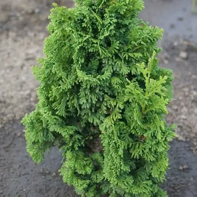 Туя ЗМАТЛИК западная в Борисове