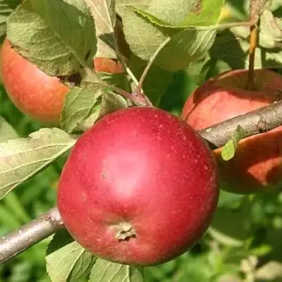 Яблоня ПОСПЕХ в Борисове