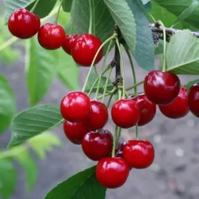 Вишня ЗАРАНКА в Борисове