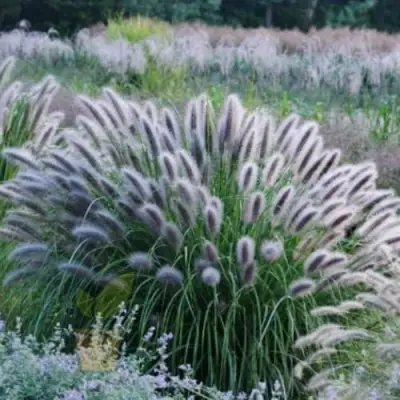 Пеннисетум БЛЭК БЬЮТИ в Борисове