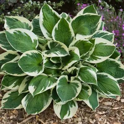 Хоста КАРИН гибридная в Борисове