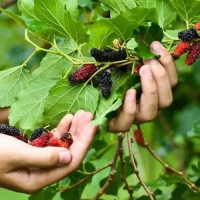 Шелковица ГАЛИЦИЯ в Борисове