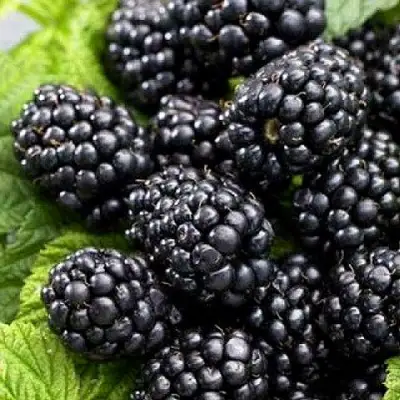 Ежевика БЖЕЗИНА бесшипная  в Борисове