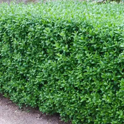 Бирючина обыкновенная АТРОВИРЕНС в Борисове