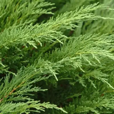 Можжевельник ТАМАРИСЦИФОЛИЯ казацкий  в Борисове