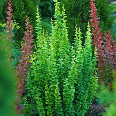 Барбарис ЭРЕКТА тунберга в Борисове