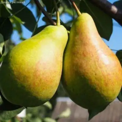 Груша ДУХМЯНАЯ в Борисове