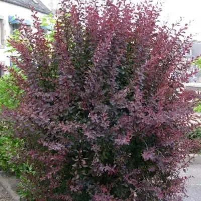 Барбарис АТРОПУРПУРЕА тунберга в Борисове