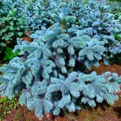 Ель СУПЕР БЛЮ СИДЛИНГ колючая в Борисове