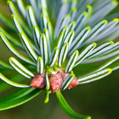 Пихта белая в Борисове
