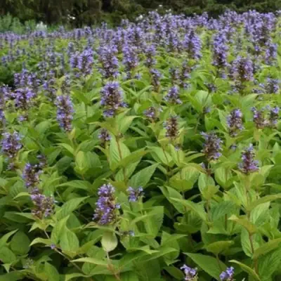 Котовник БЛЮ ДРИМС полусидячий в Борисове