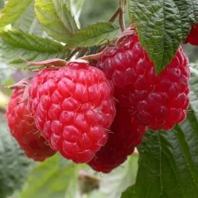 Малина ГЕРАКЛ в Борисове