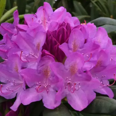 Рододендрон РОЗЕУМ ЭЛЕГАНС в Борисове