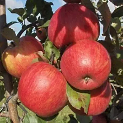 Яблоня ПЕРСИКОВАЯ в Борисове