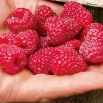 Малина ДЖОАН ДЖИ (ДЖОАН ДЖЕЙ) в Борисове