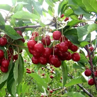 Вишня ТУРГЕНЕВКА в Борисове