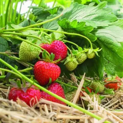 Клубника ЭЛЬСАНТА в Борисове