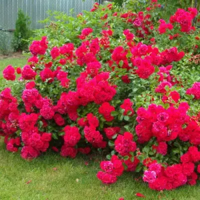 Роза РАДОСТЬ САДОВНИКА (ГАРТЕН ФРОЙДЕ) почвопокровная в Борисове