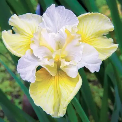 Ирис ЙЕЛЛОУ ТЕЙЛ сибирский в Борисове