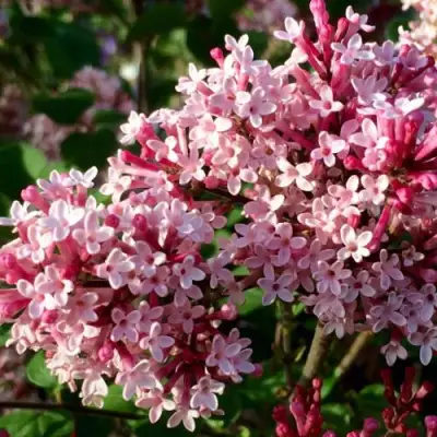 Сирень РЕД ПИКСИ в Борисове