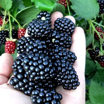 Ежевика ПОЛАР бесшипная  в Борисове