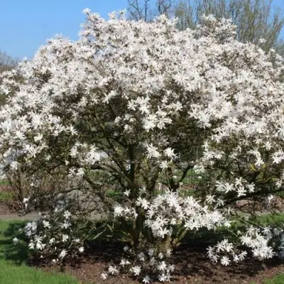 Магнолия КОБУС в Борисове