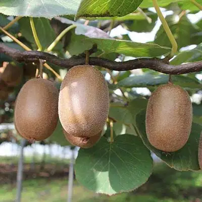 Актинидия ЗАКАРПАТЬЕ киви в Борисове