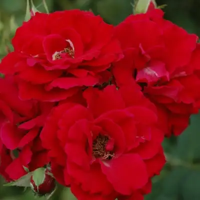 Роза ЧАМПЛЕЙН флорибунда в Борисове