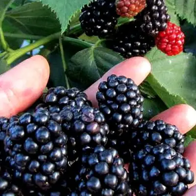 Ежевика ЭВЕРГРИН бесшипная  в Борисове