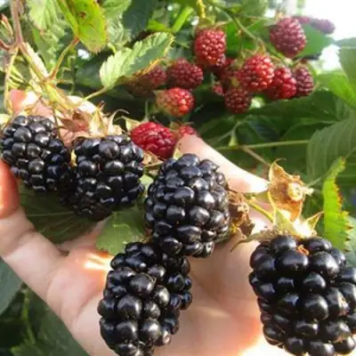 Ежевика НАВАХО бесшипная  в Борисове