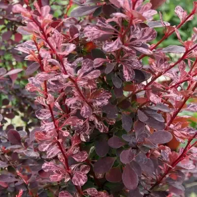 Барбарис РОУЗ ГЛОУ тунберга в Борисове