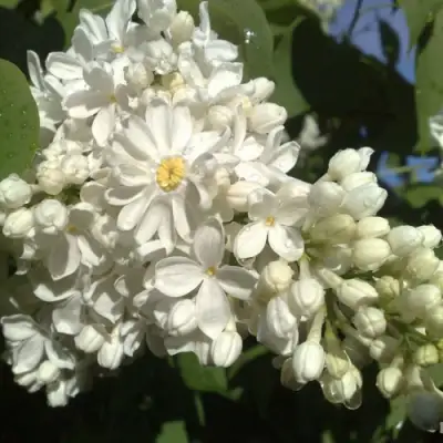 Сирень РОЧЕСТЕР в Борисове