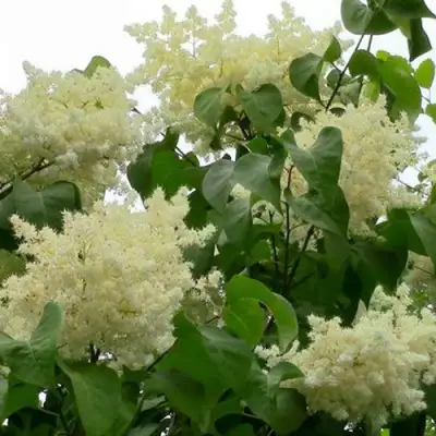 Сирень АМУРСКАЯ в Борисове