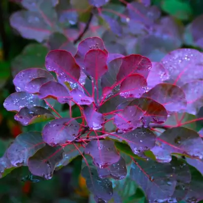 Скумпия ГРЕЙС в Борисове