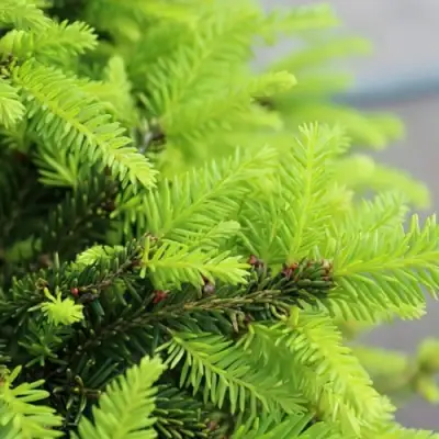 Ель НИДИФОРМИС обыкновенная в Борисове