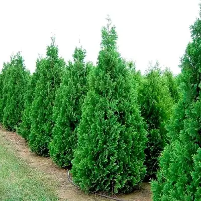 Туя СПИРАЛИС западная в Борисове