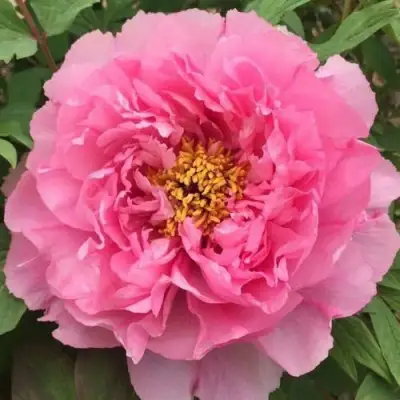 Пион РОЗОВЫЙ ЛОТОС древовидный в Борисове