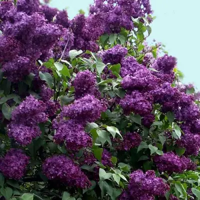 Сирень ИНДИЯ в Борисове