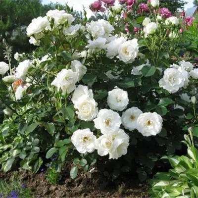 Роза АЛАБАСТЕР флорибунда в Борисове