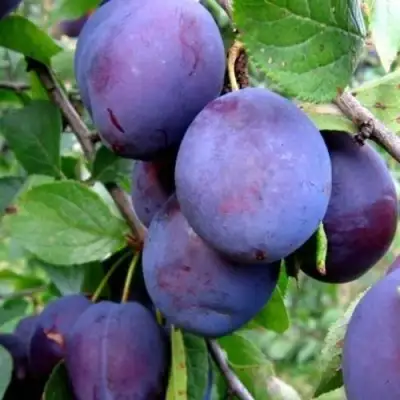 Слива ПЕРДРИГОН в Борисове