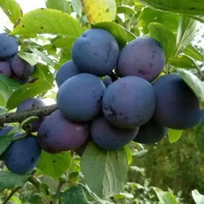 Слива КРОМАНЬ в Борисове