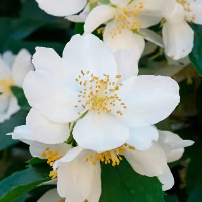 Жасмин ЮСТИНКА в Борисове