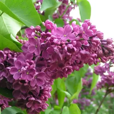 Сирень ДЕНЬ ПОБЕДЫ в Борисове