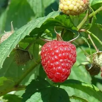 Малина КВЕЛЛИ в Борисове