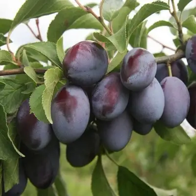 Слива РЕНКЛОД в Борисове