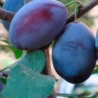 Слива СМОЛИНКА в Борисове